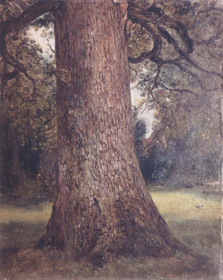 Study of the trunk of an elm tree